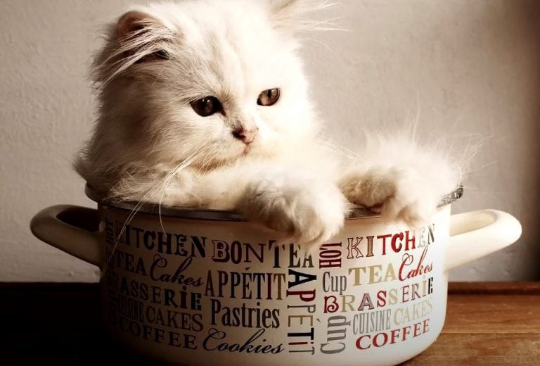 Gato persa: la mascota de la elegancia