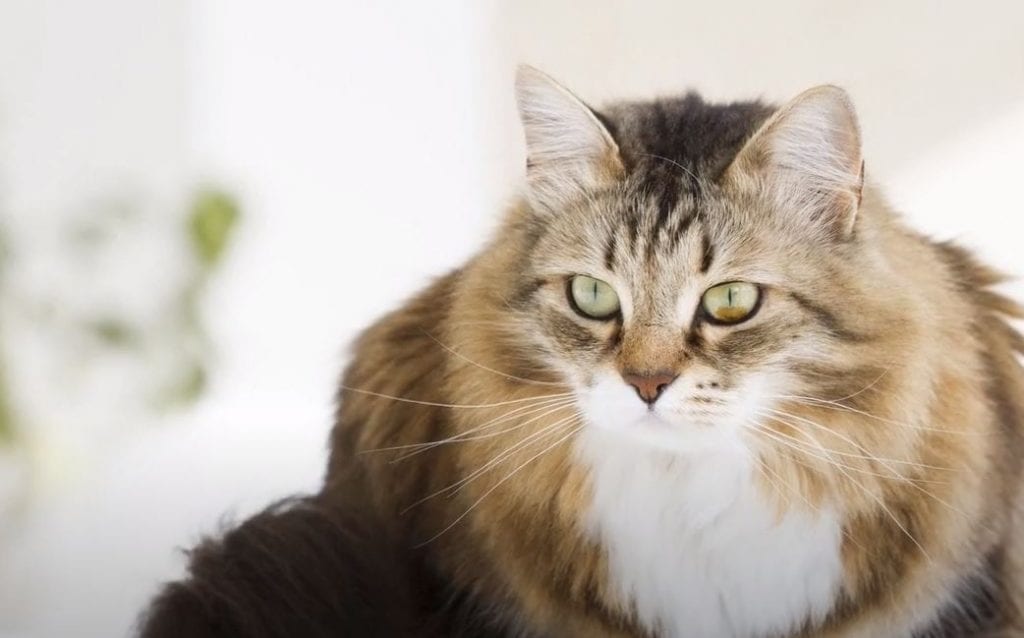 gato siberiano portada scaled