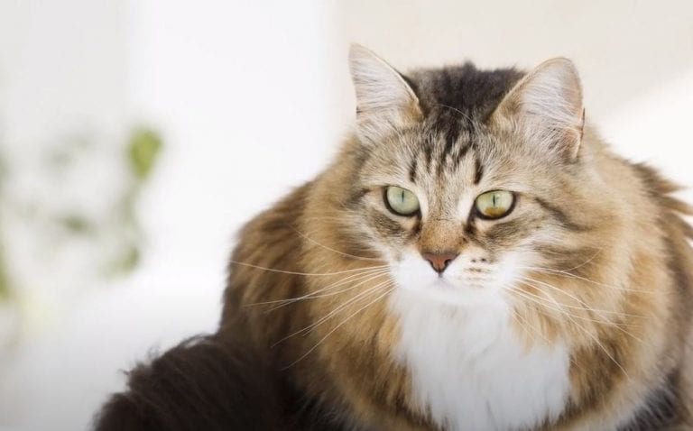 8 Razas de gatos hipoalergénicos