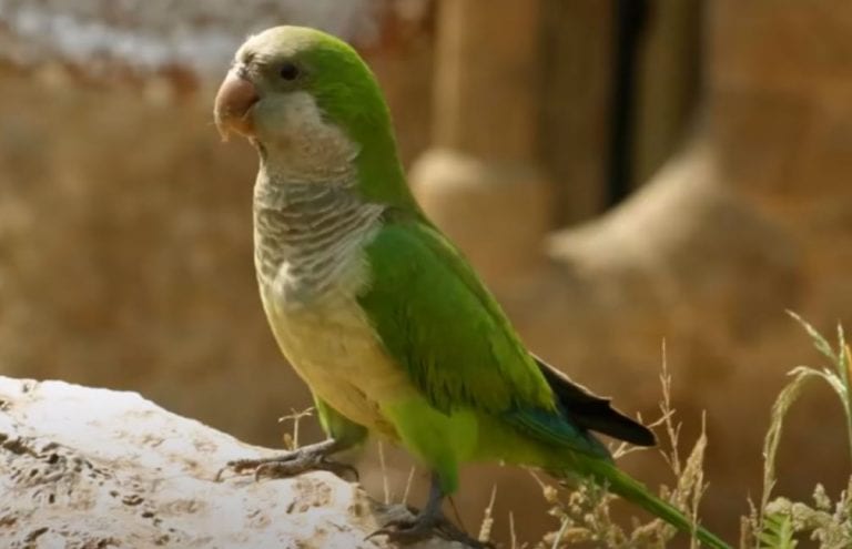 5 Cosas que debes considerar para adoptar un loro
