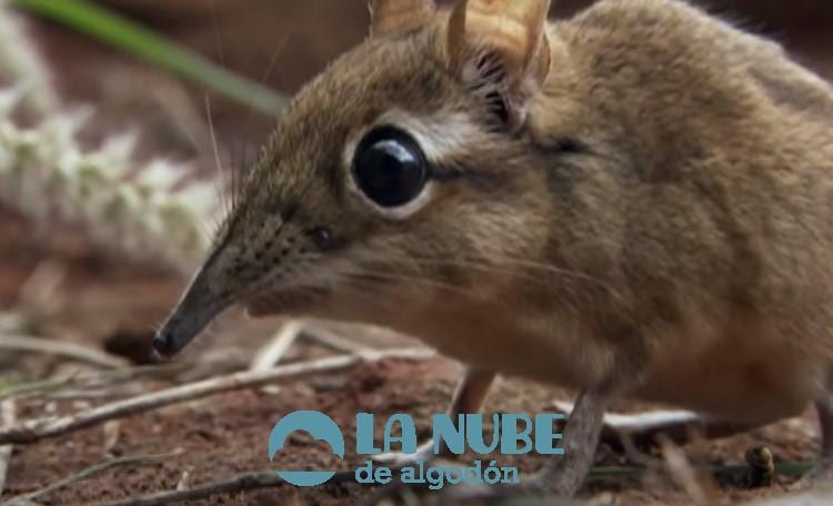 Cientificos descubren que la musarana elefante somali no esta extinta