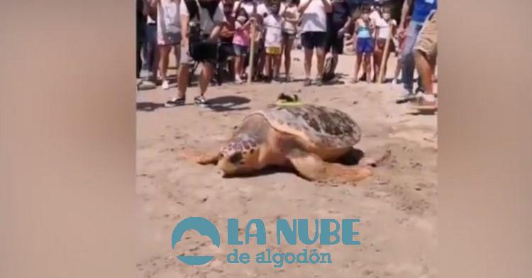 Colomera la tortuga que viaja nadando desde Espana hasta Grecia tras ser curada