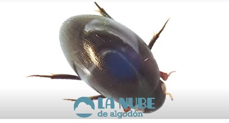 Conoce al escarabajo que sobrevive y sale por el ano tras ser engullido