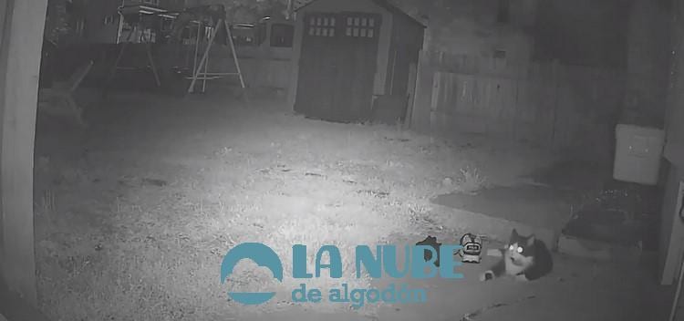 Jordan el gato ladron de zapatos que tenia en jaque a los vecinos