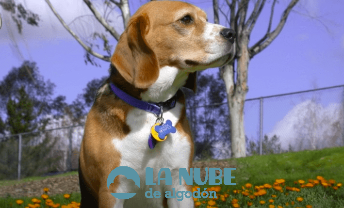 beagle harrier
