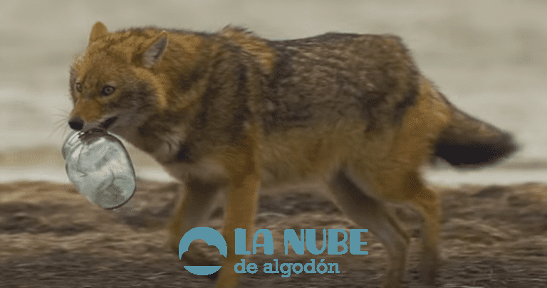 Características del Chacal: Hábitat, Información, Alimentación