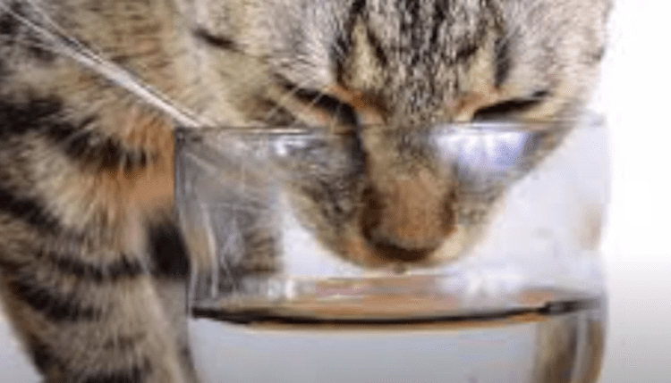 gato agua