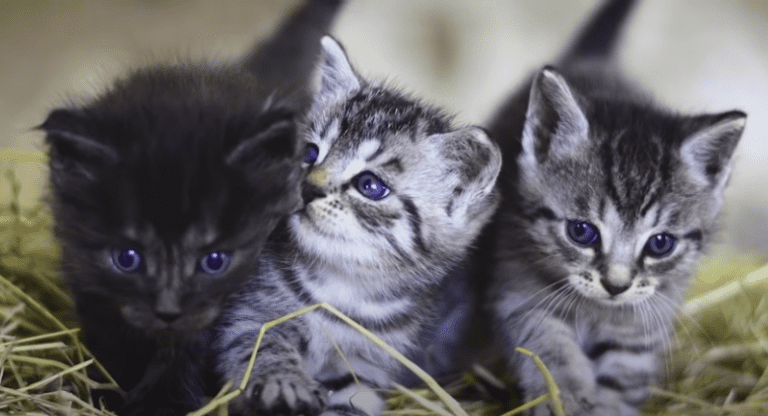 ¿Por qué amamos a los gatos?