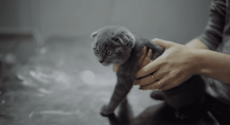 Cómo introducir un nuevo gatito en casa