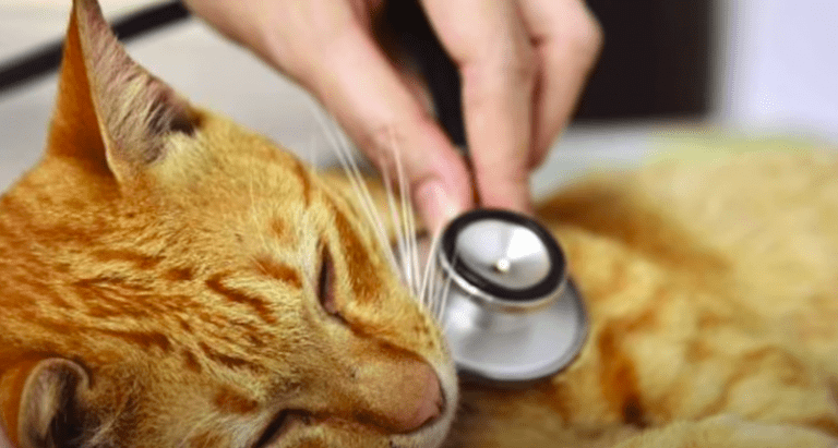 ¿Cuáles son las enfermedades zoonóticas de los gatos?