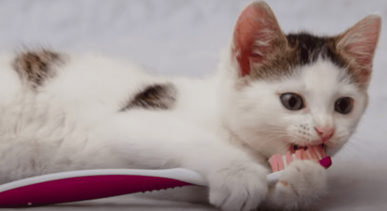 ¿Cómo entrenar a tu gato para hacer tu vida más fácil?