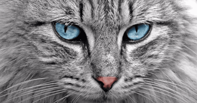 Los gatos malhumorados no se divierten