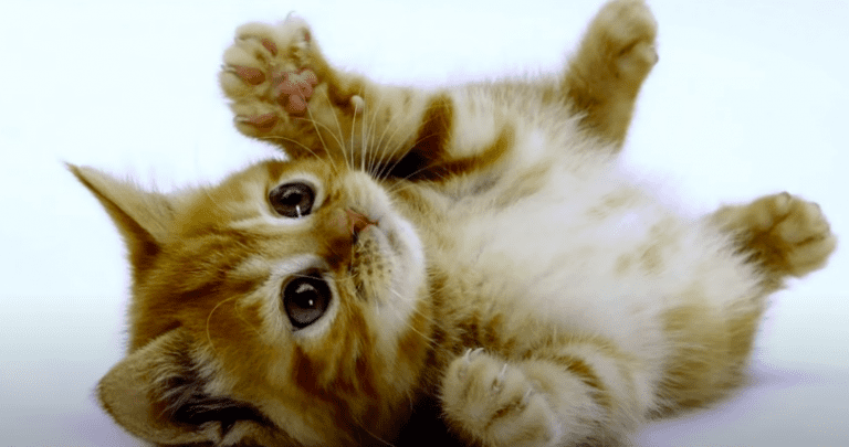 9 beneficios de vivir con un gato