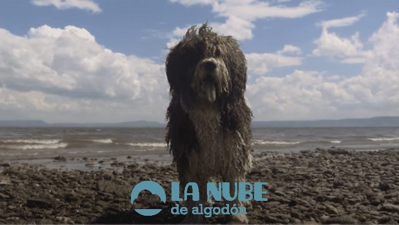 perro de agua