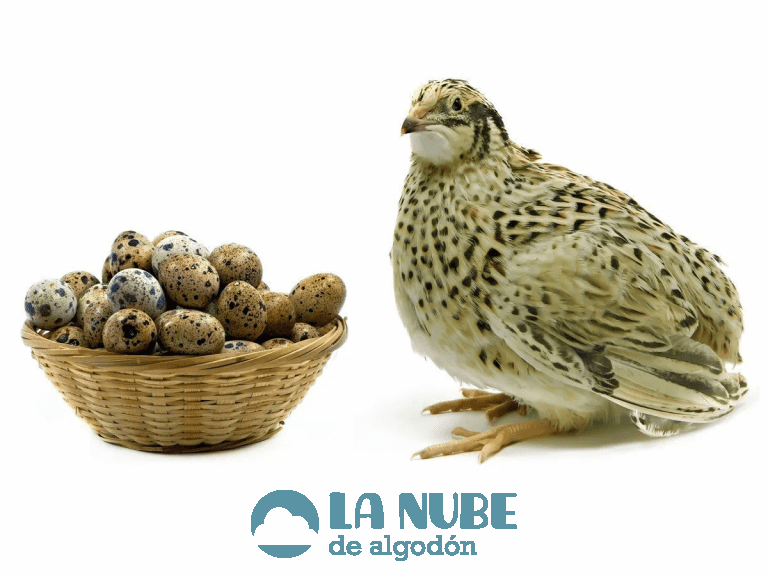 Cria de codornices: información comercial completa y guía para principiantes