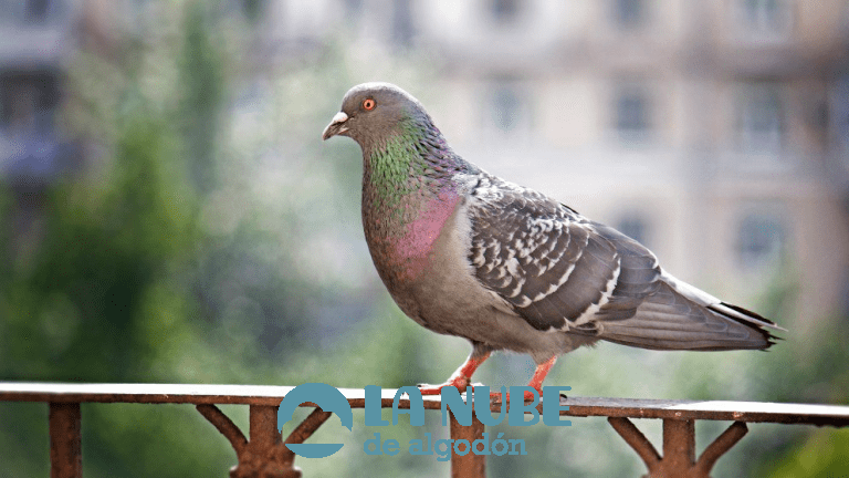 Cría de palomas: guía paso a paso para empresas de cría de palomas