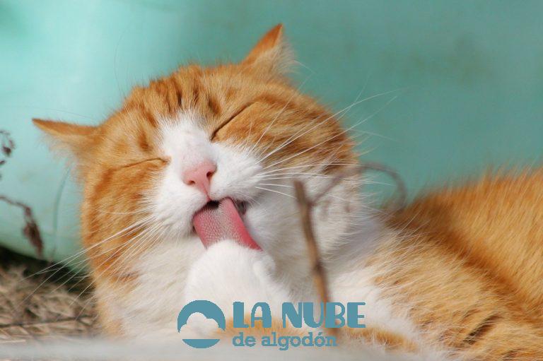 Protege a tu gato de los parásitos con productos específicos