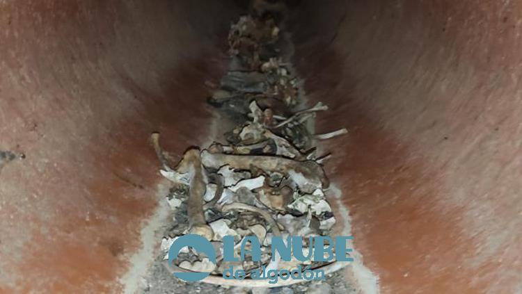 El Seprona encuentra cientos de cadaveres de animales en Montezarzuela