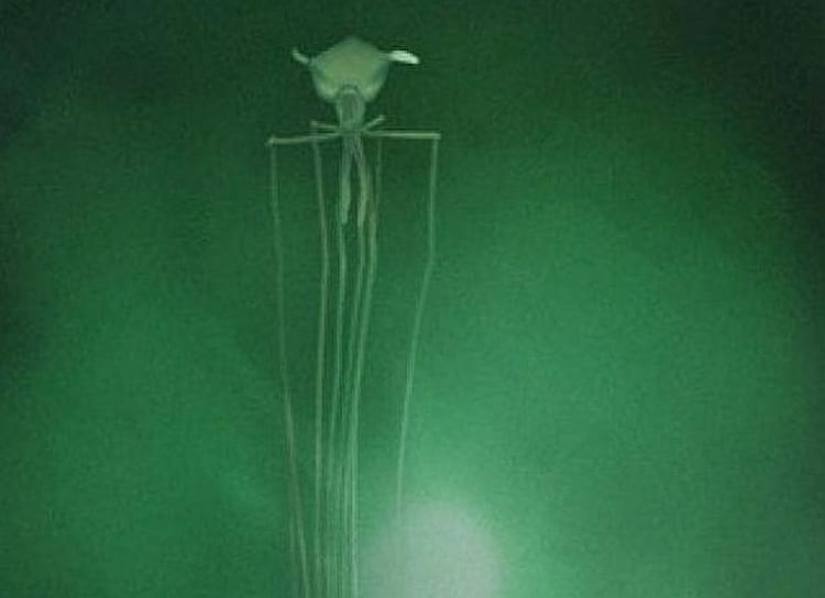 El calamar alienigena australiano existe realmente