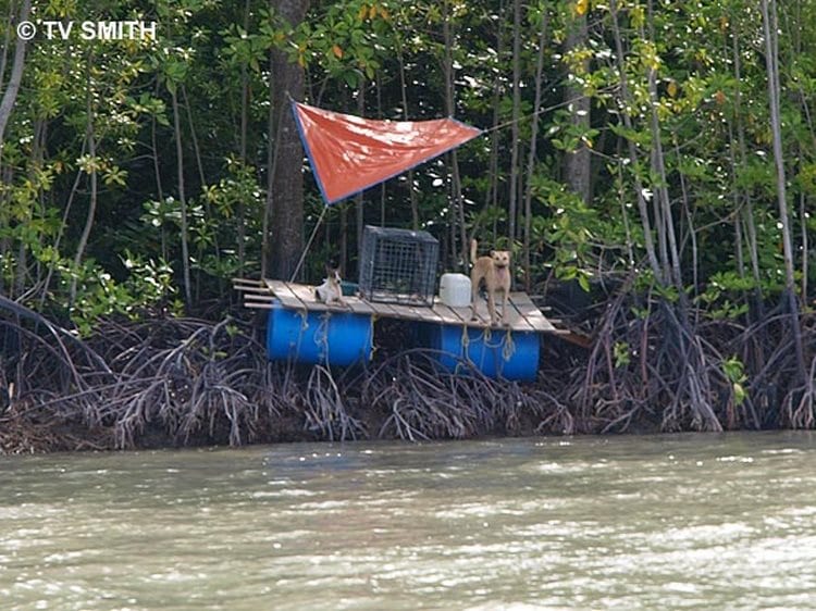 El canibalismo en la isla de los perros abandonados