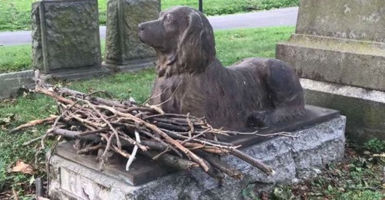 Rex el perro que sigue recibiendo palos despues de 100 anos