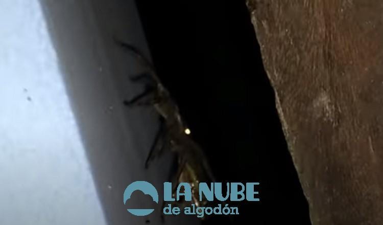 Un hombre ve en su bano como una arana se come a una rana