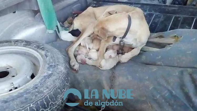 Una galga aparece muerta y atada con sus cachorros en un coche