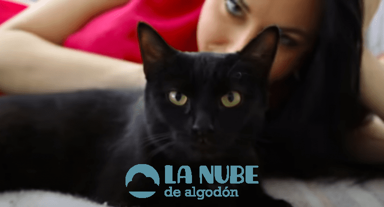 ¿Es malo Dormir con mi gato?