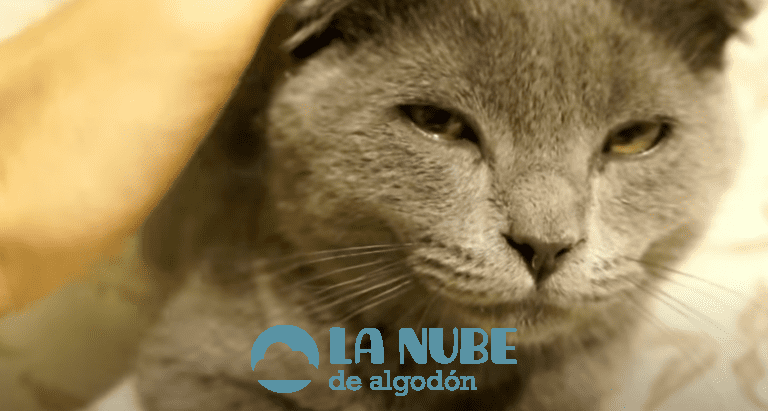 ¿Por qué a mi Gato no le Gusta que le acaricie la Panza?; Una zona Sagrada