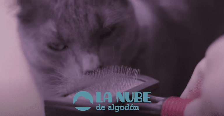 ¿Por qué a mi Gato se le cae el pelo?, ¿Se está haciendo viejo?