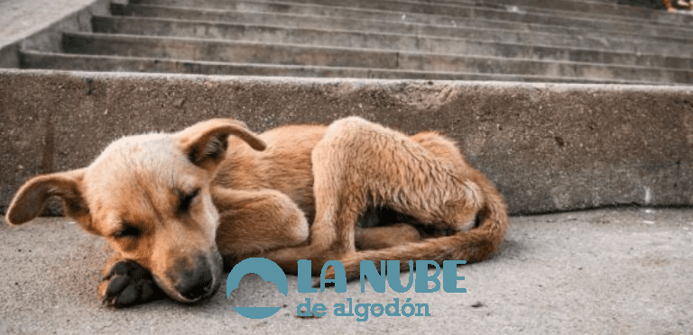 El COVID aumenta el maltrato animal