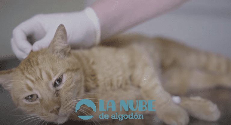 ¿Cómo saber si mi Gato tiene Sarna?