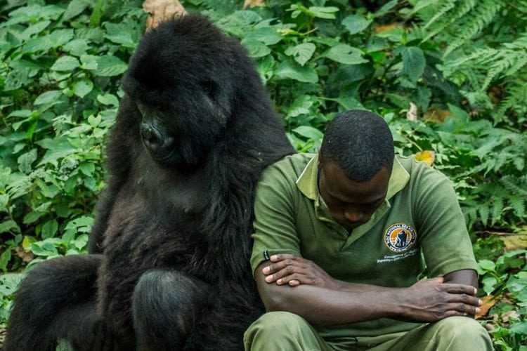 Asesinan a guardias forestales que defendian los gorilas de Virunga