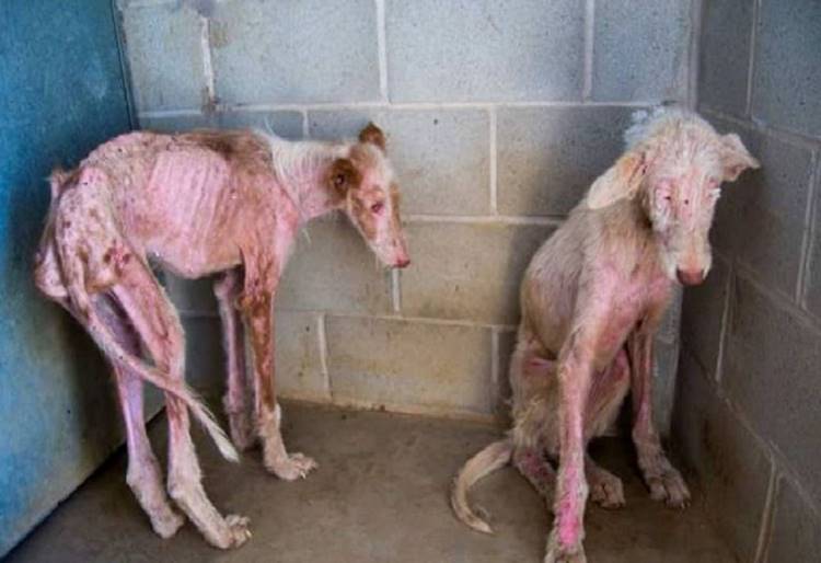 Un ano de carcel por el salvaje maltrato a tres podencos