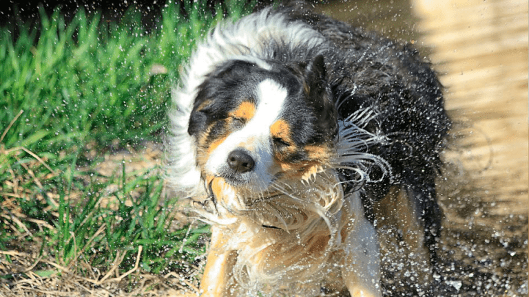Caspa en un perro: ¿cómo curarla?