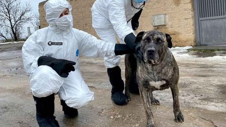 Aumenta el número de mascotas huérfanas por el COVID