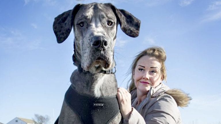 Muere Freddy, el perro de más de dos metros de altura