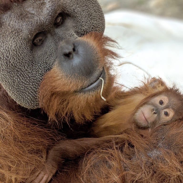 Muere la madre de una cría de orangután y su padre se encarga de ella
