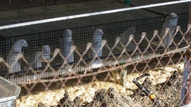 Sacrifican 1010 visones por COVID