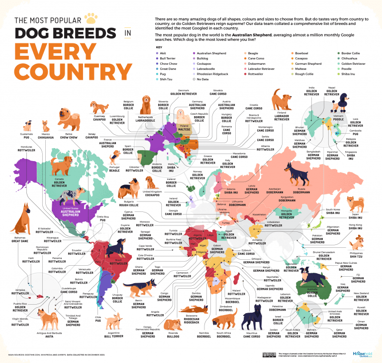 Descubre las razas de perro más populares por países