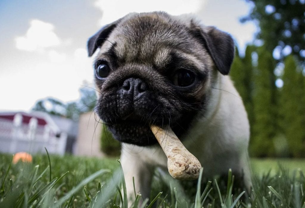 perro comiendo scaled