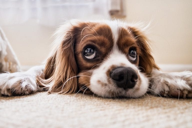 Cuida de tu mascota; desparasítale y protégele de los parásitos