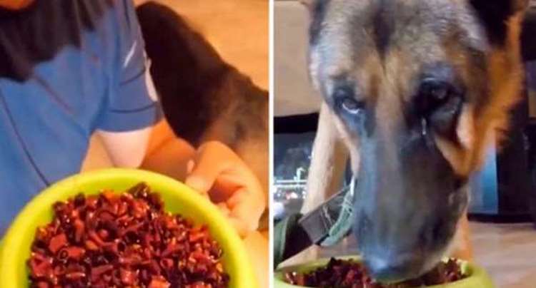 El peligroso reto de TikTok que hace que den picante a los perros