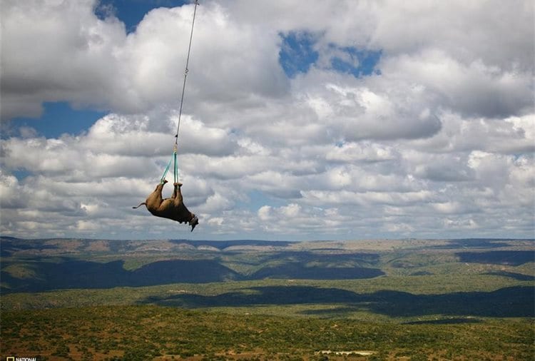 Transportan un rinoceronte colgado de las patas en un helicoptero