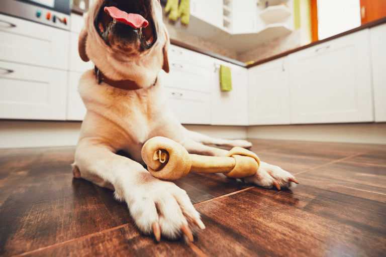 ¿Cuáles son las ventajas de la carnaza para perros?