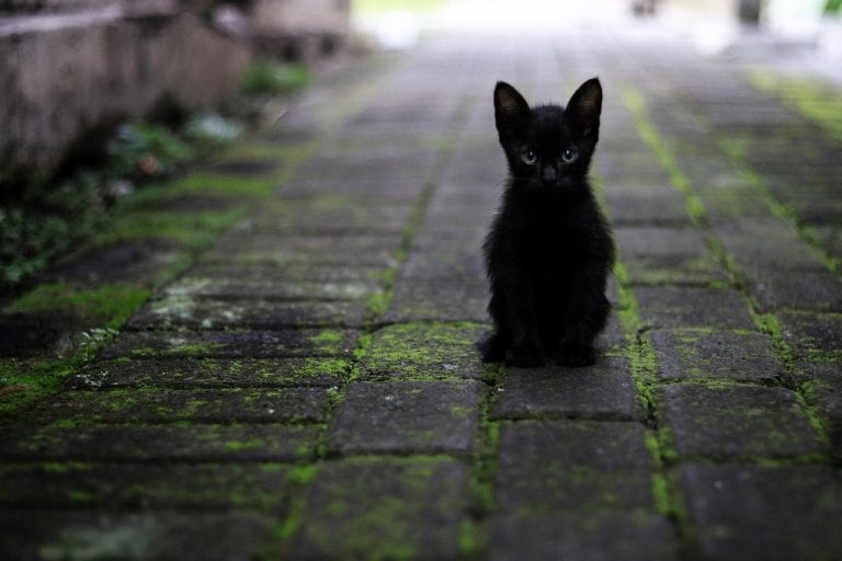 Acariciando a un gato