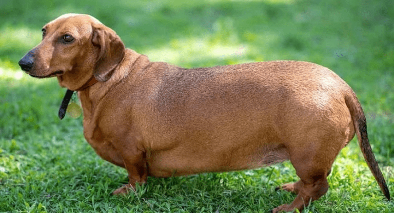 Obesidad en perros, lo que debes saber