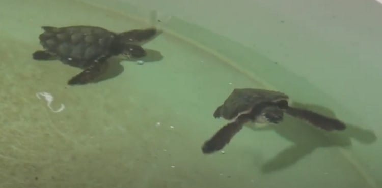 Dos tortugas espanolas se reencuentran despues de 7 meses separadas
