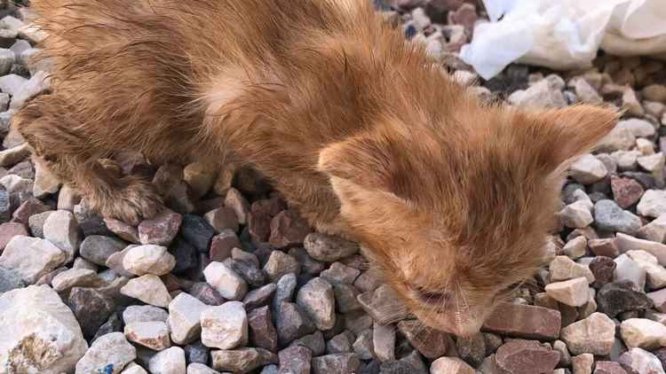 Se busca a un hombre que ha abandonado a 5 gatitos en Alicante b