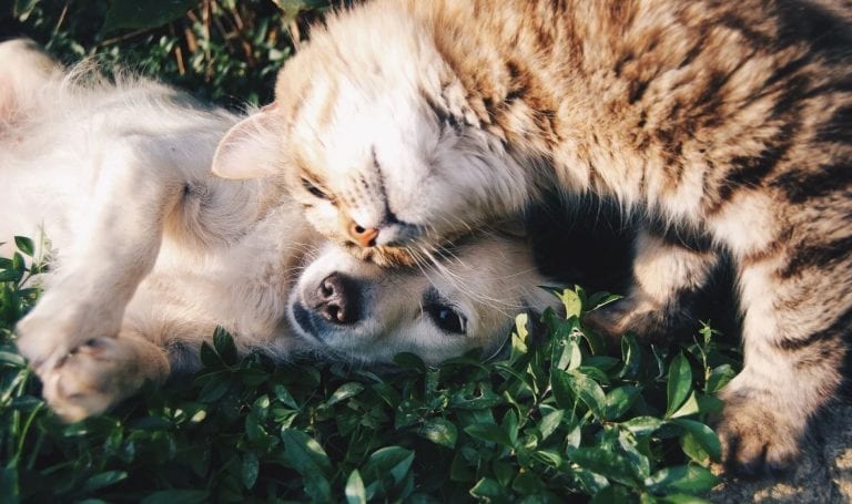 Las mejores tiendas de animales de Madrid